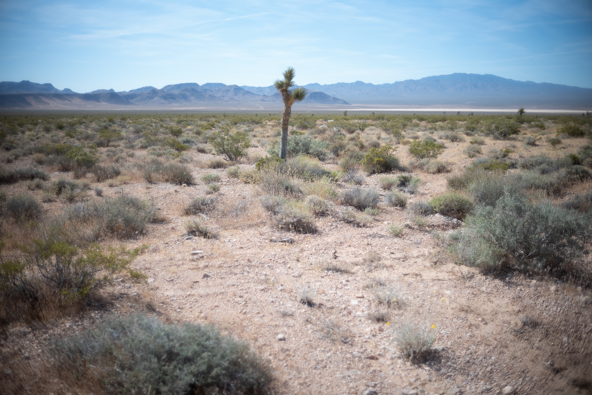 Voigtlander Nokton 35mm Classic Joshua tree